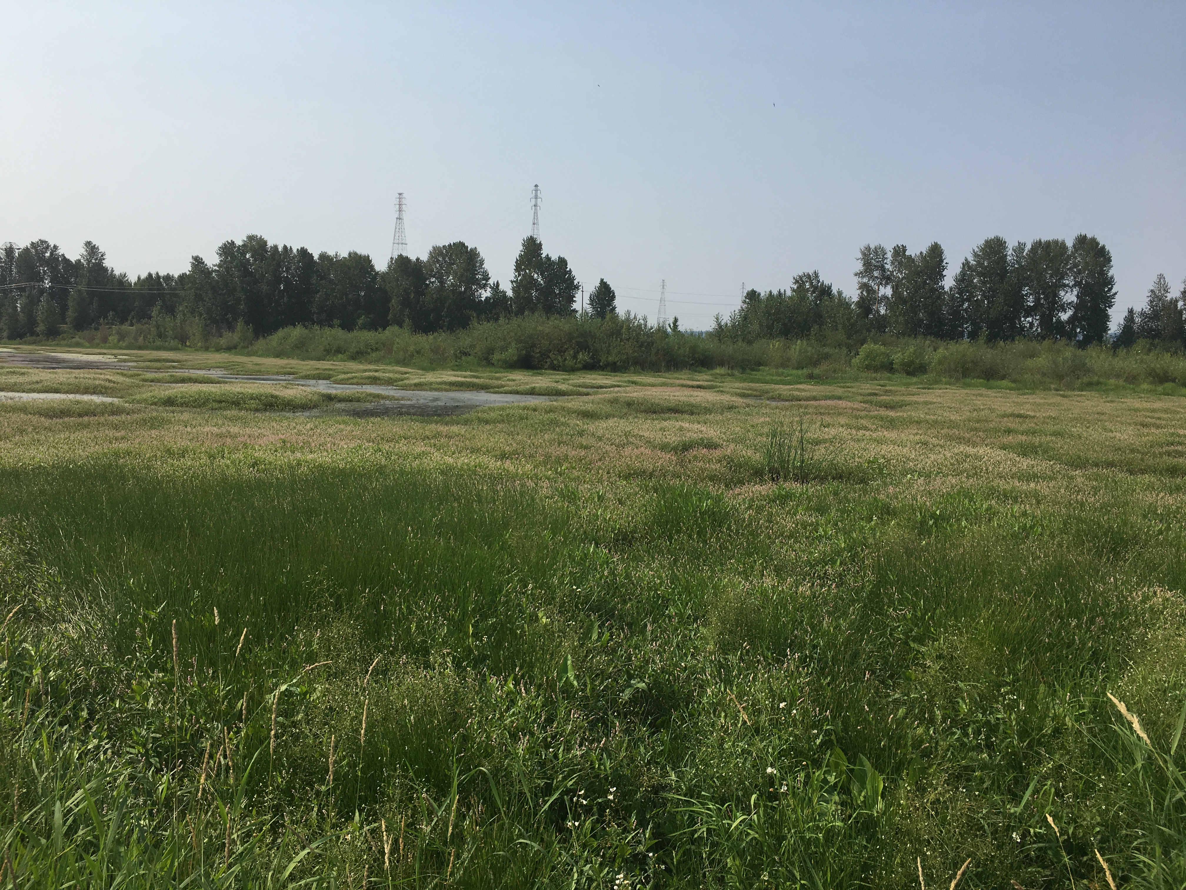 Wetland area at Columbia River Bank with standing water containing grass-like vegetation.