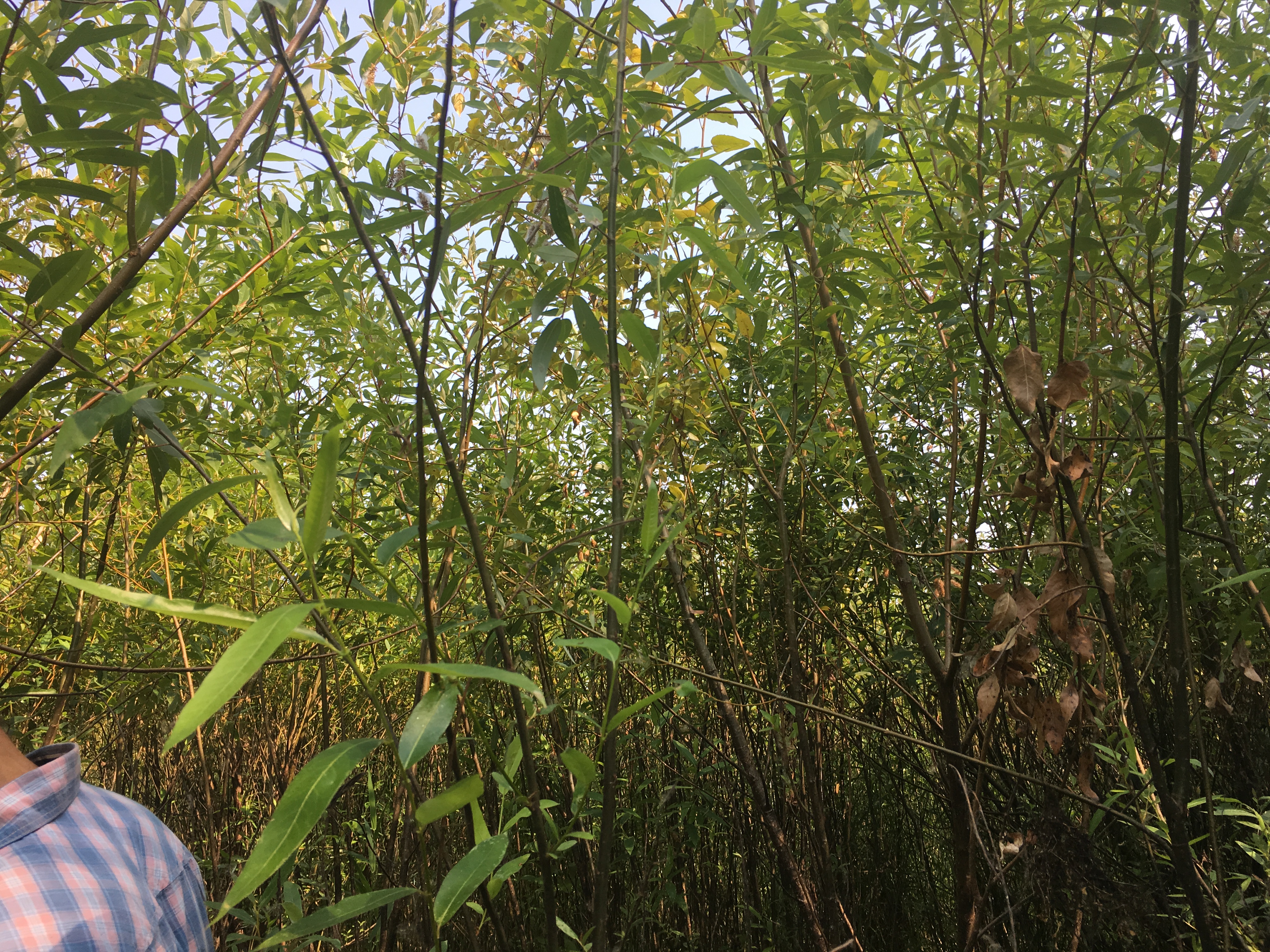 Close-up of tall willow trees at Columbia River Bank.