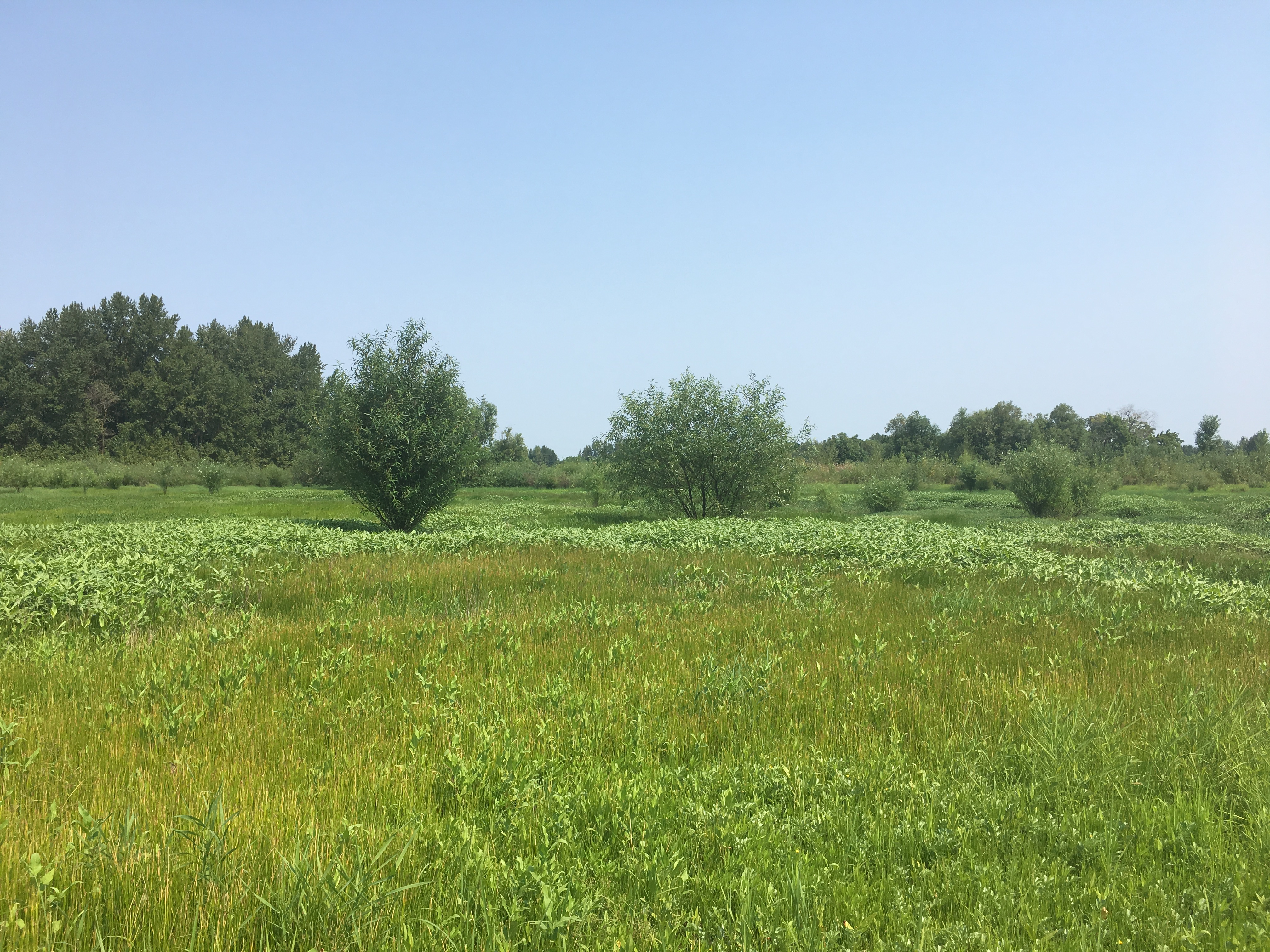 Wetland area at Columbia River Bank containing grass-like vegetation with sporadic shrubs.