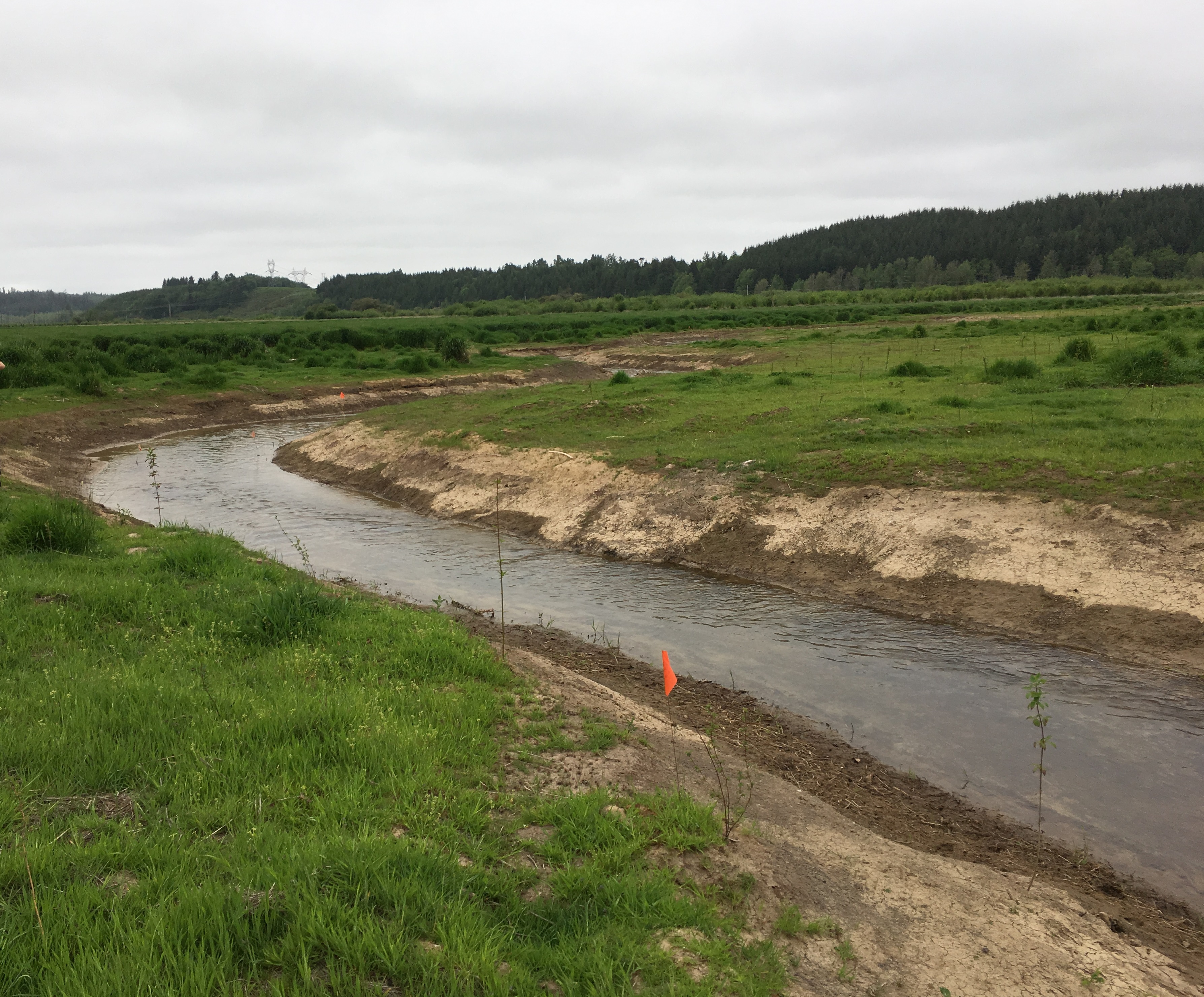 Wetland area containing grasses and meandering stream with flags at Chehalis Basin Bank site.