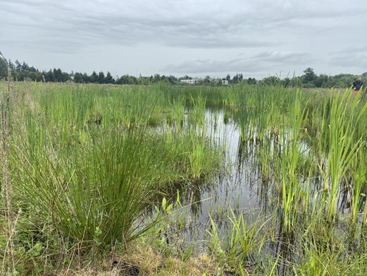 Standing water with new wetland vegetation of grasses, reeds, and sedges growing around the edges