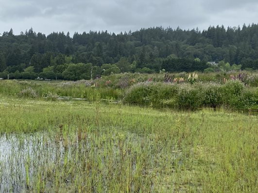 Standing water showing through the recently planted wetland vegetation with taller elevations of trees, shrubs, and flowers in the distance