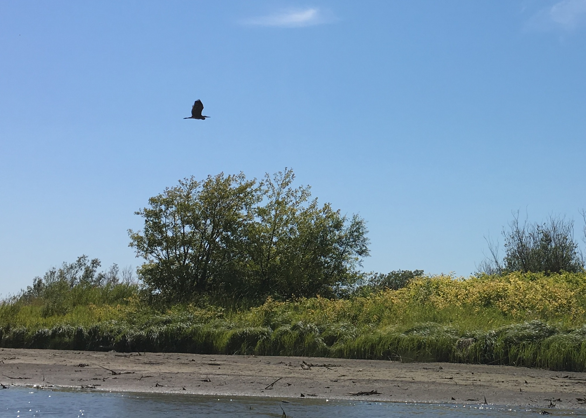 Sunny, blue sky, with a Great blue heron flying over the wetland's muddy bank next to the river.