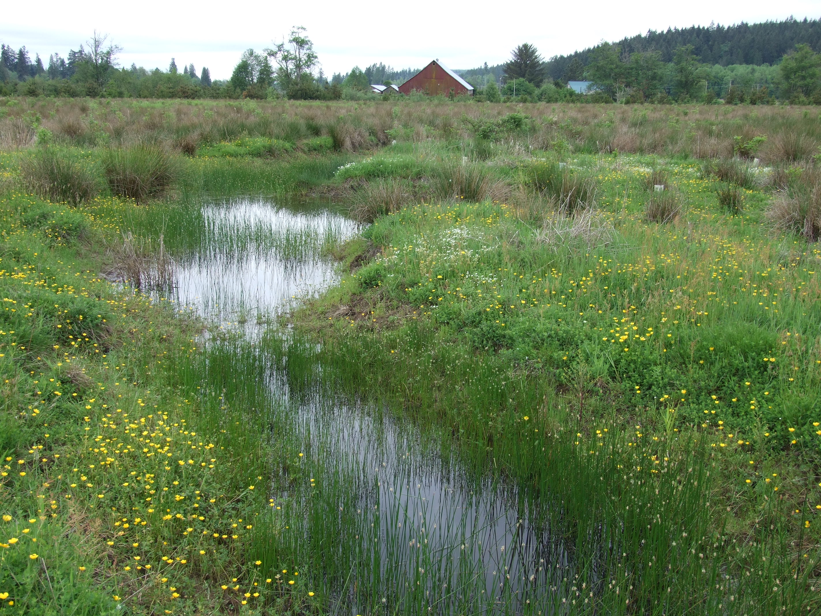 North Fork Newaukum Bank in 2008, showing standing water and flowering, grass-like vegetation.
