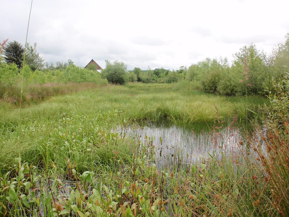 North Fork Newaukum Wetland Mitigation Bank site with water and wetland vegetation.