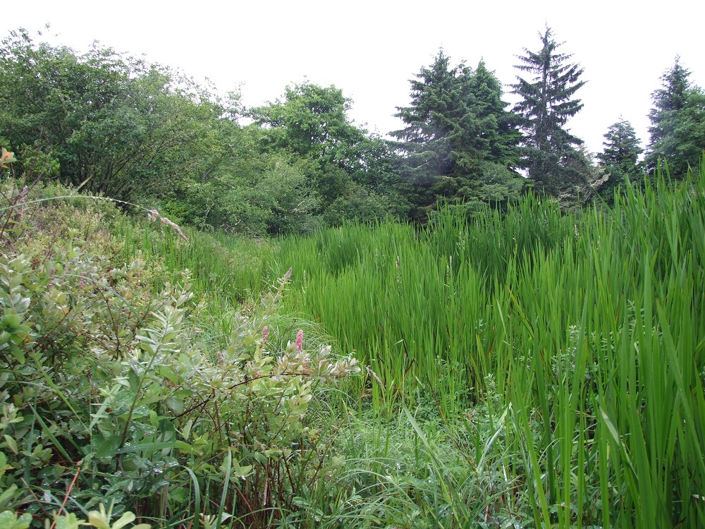 Weatherwax wetland bank area with shrubs, grass-like vegetation, and trees in the background.