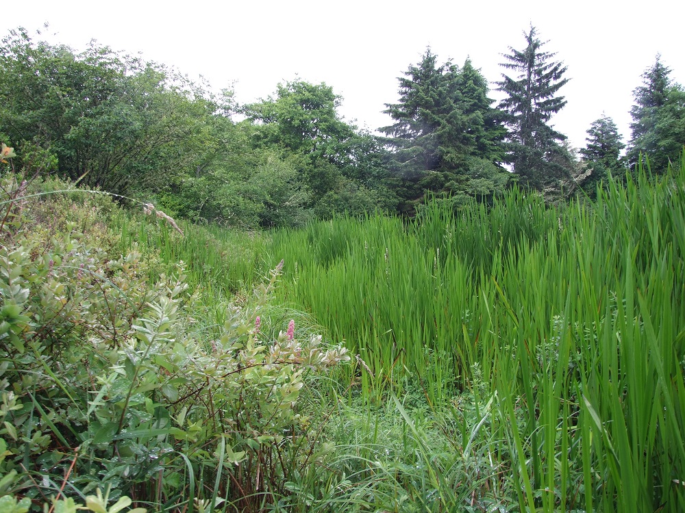 Weatherwax Wetland Mitigation Bank site with wetland vegetation in the foreground and trees in the background.