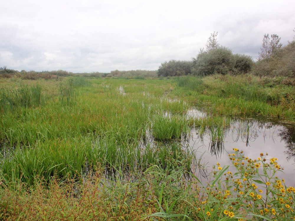 Snohomish Basin Wetland Bank area with standing water containing grass-like as well as flowering vegetation.