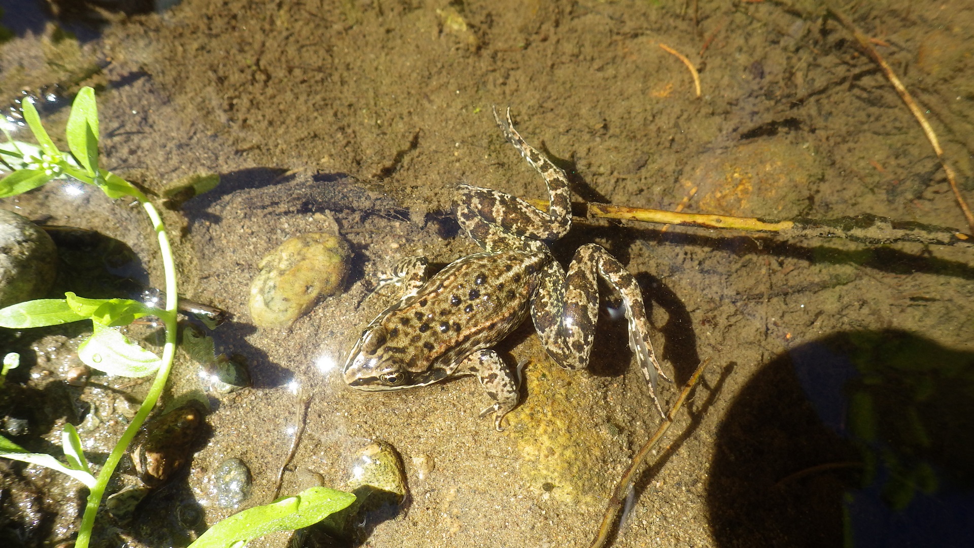 brown frog in a pool 