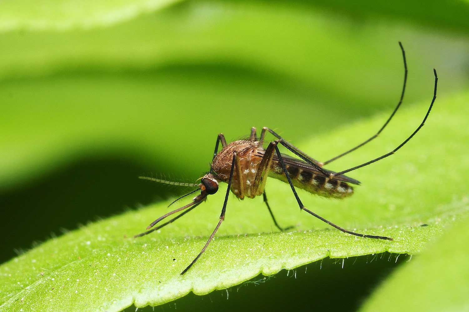 Mosquito sitting on a leaf