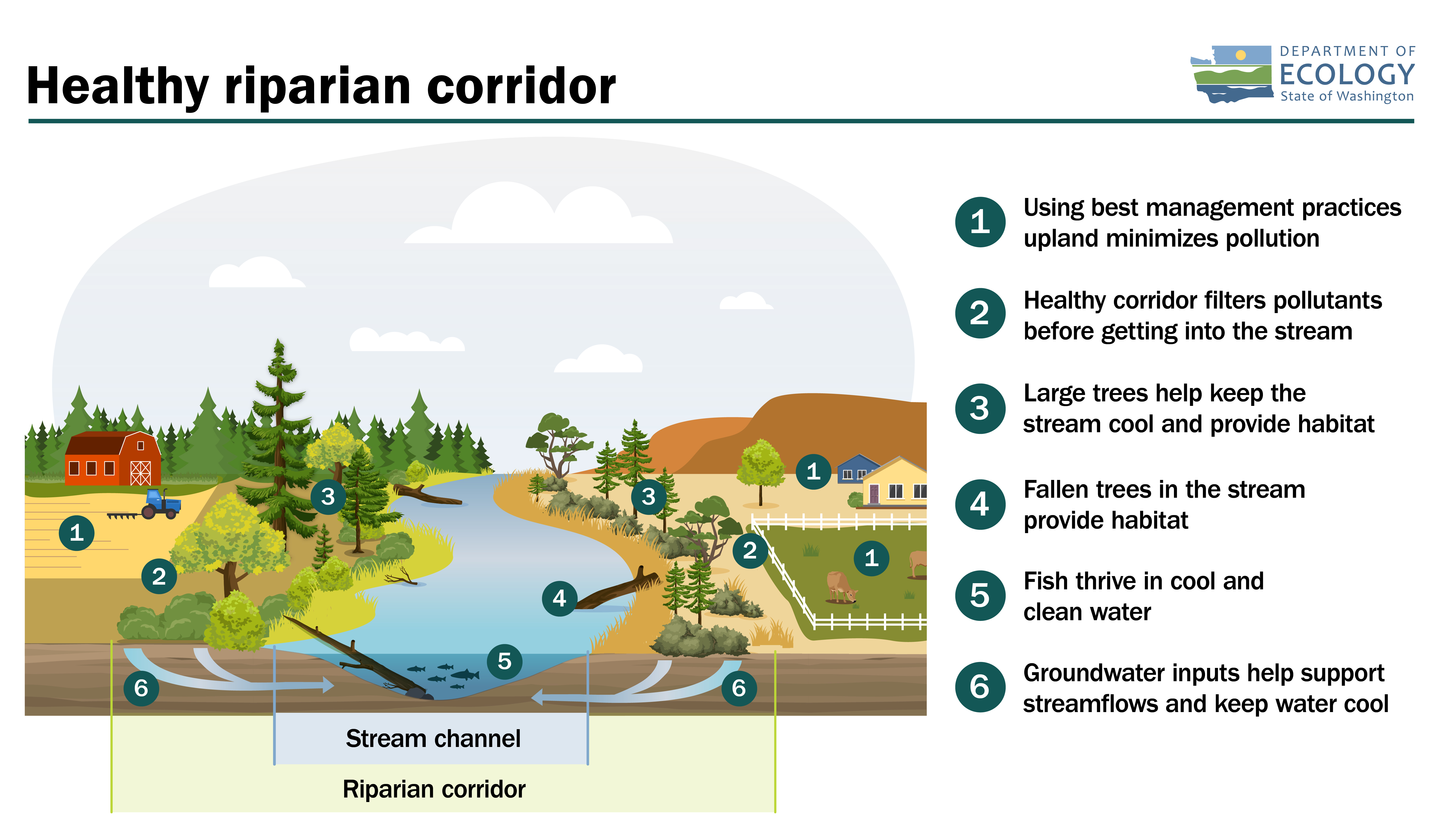 Streamside vegetation protects water from high temperatures