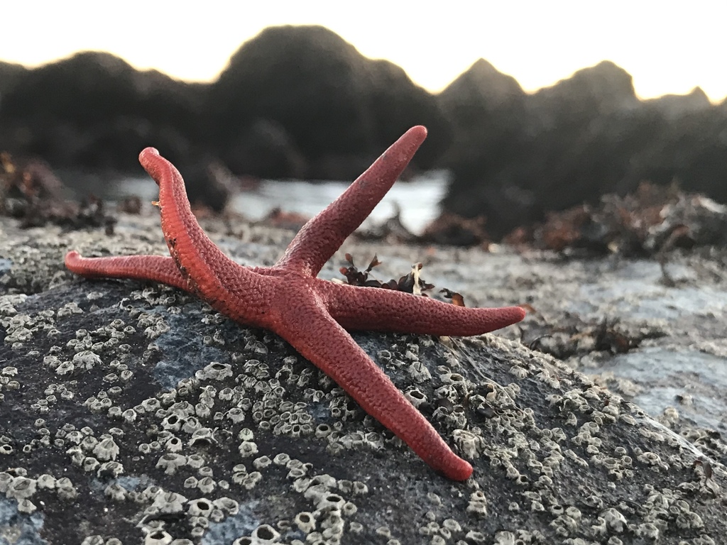 A small red sea star sits on top of a barnacle-encrusted rock with two of its five arms raised in the air.