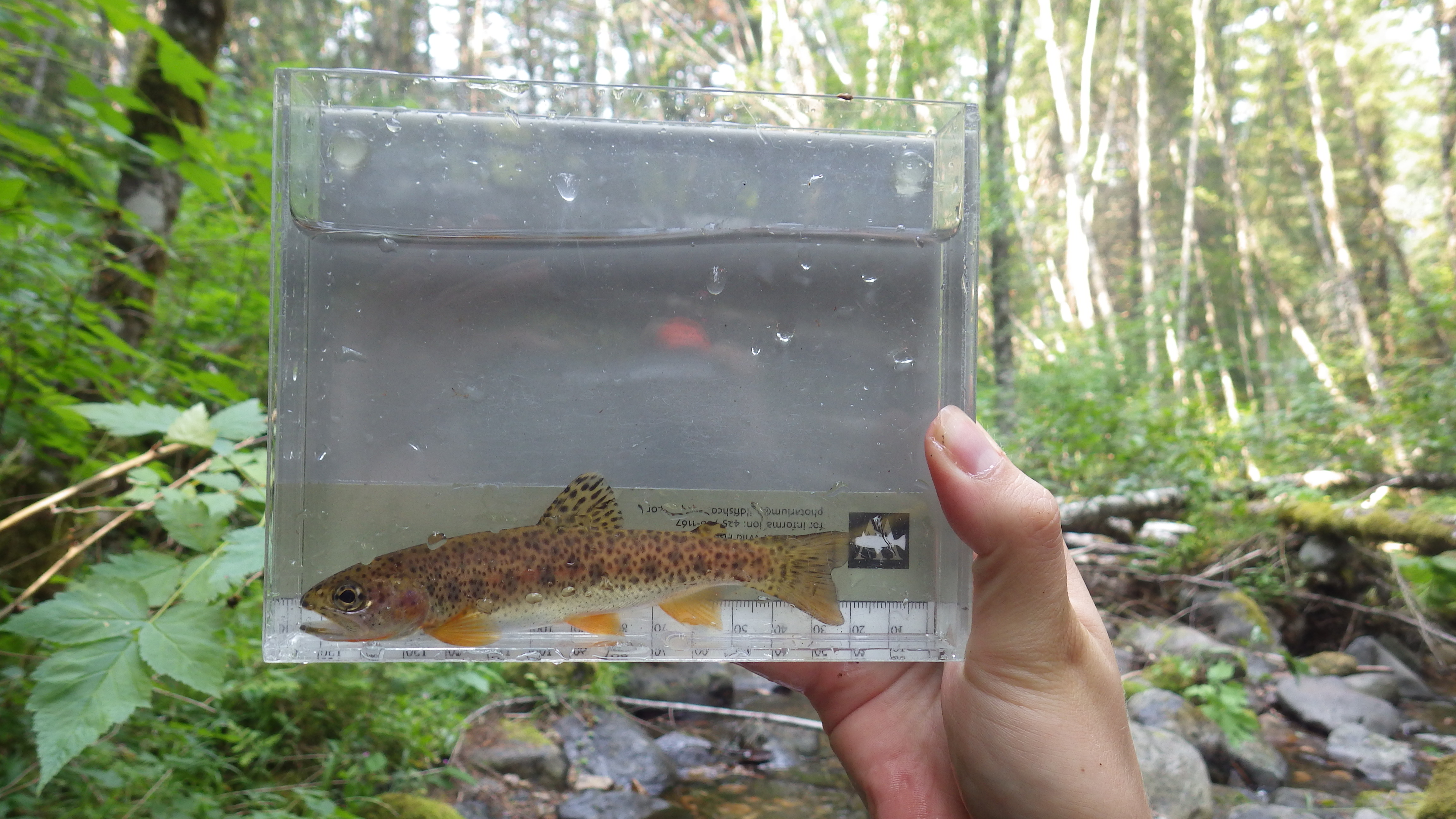 Cutthroat trout in a photarium.