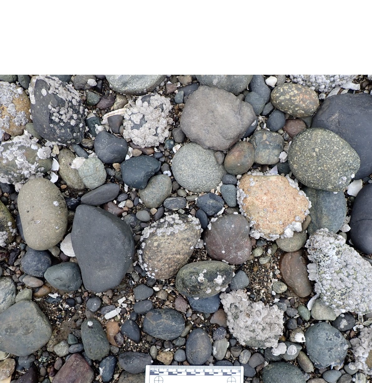 Sediment found on a beach surface, consisting of cobble, gravel, and sand