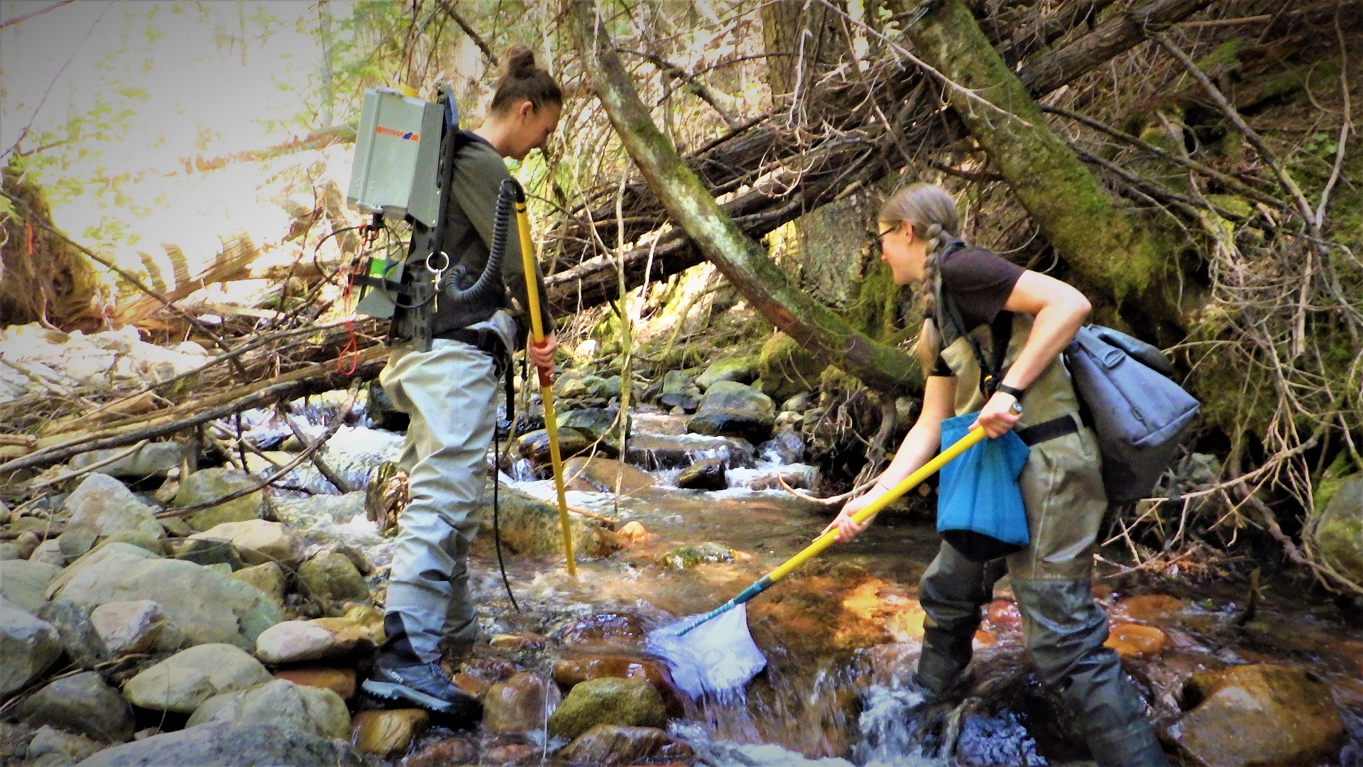 Crewmembers with backpack electrofishing equipment, net and live well.