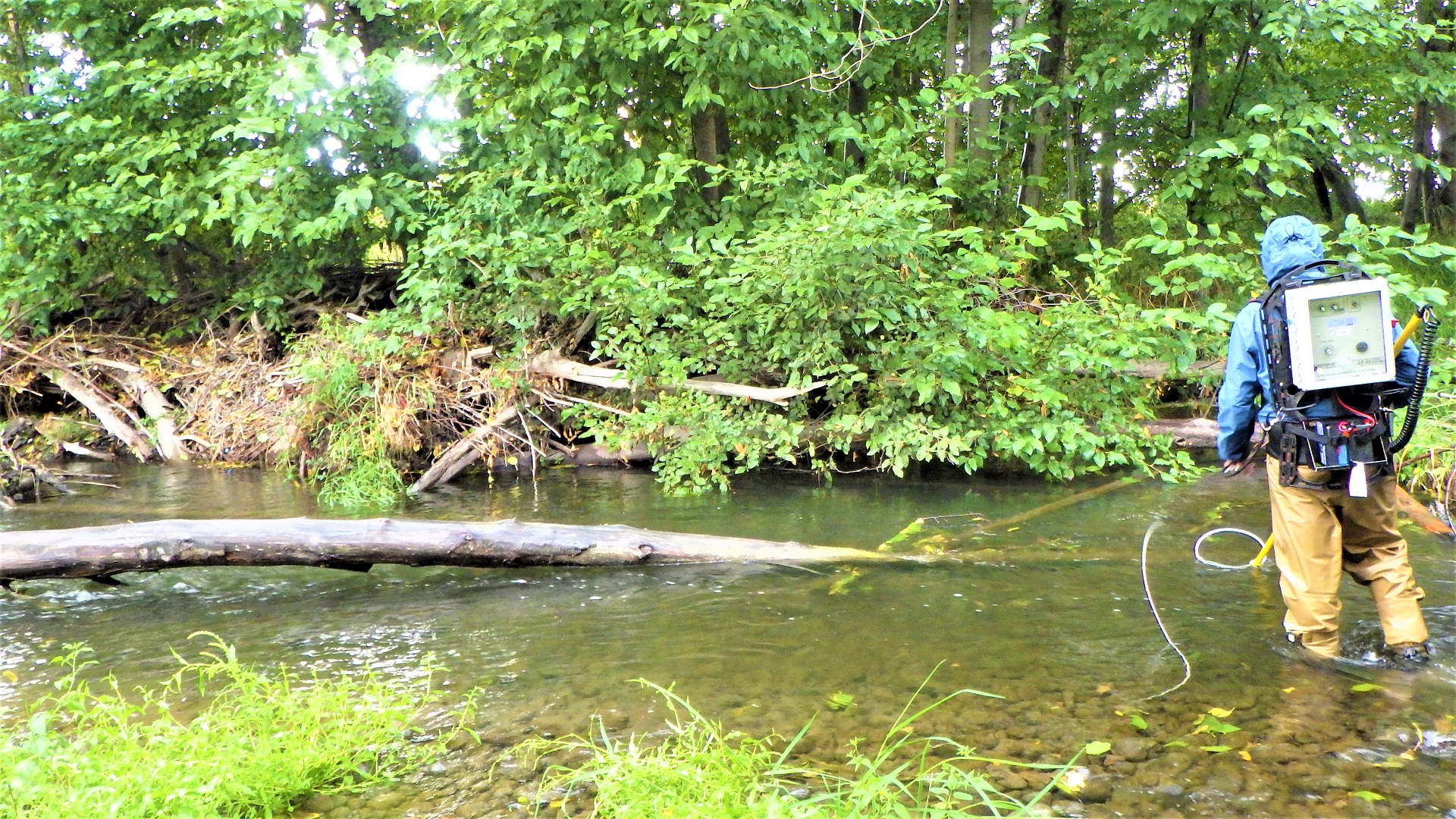 A person wearing a backpack electrofisher while walking through a shallow river