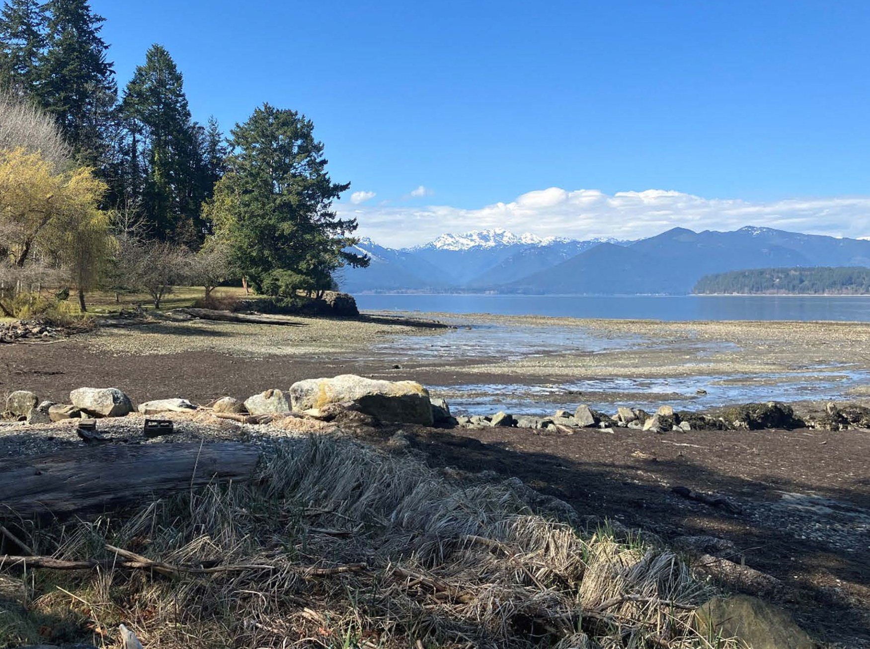 Rocky shoreline and estuary with snowy peaks of the Olympic Mountains in the background.