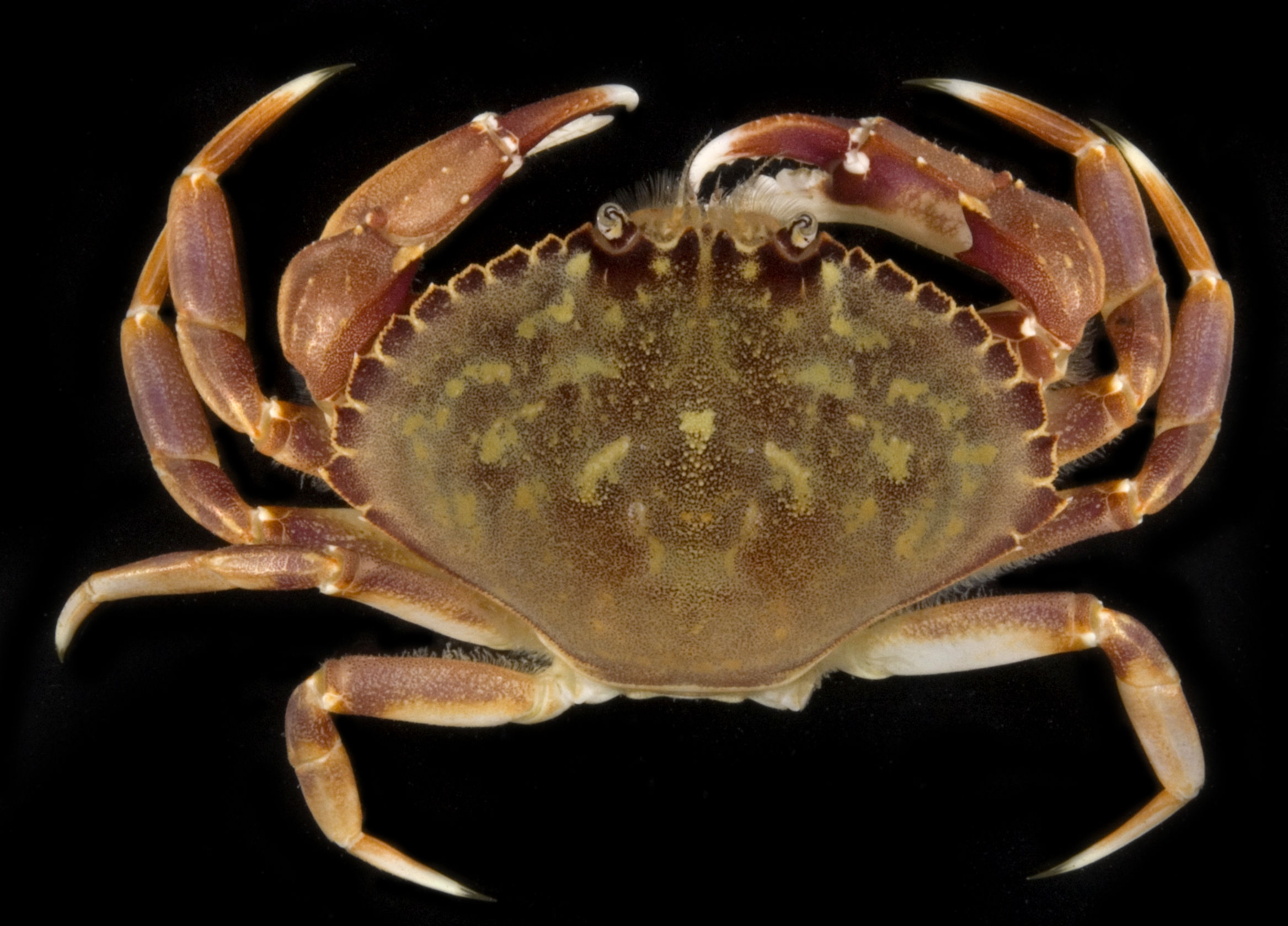Top view of a brown and purplish crab on a black background
