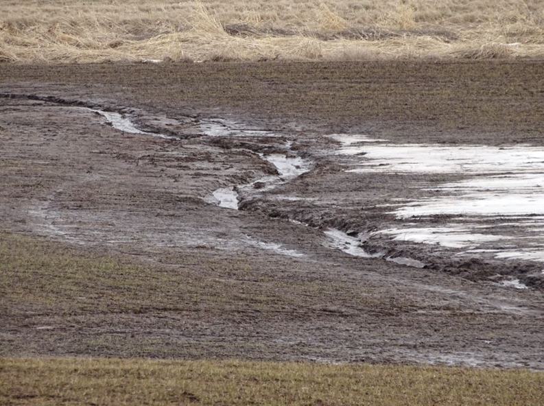 Erosion forming a muddy gully in a field