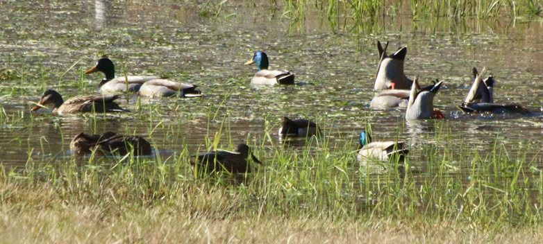 Flock of mallard ducks feeding in wetland in Skagit County.