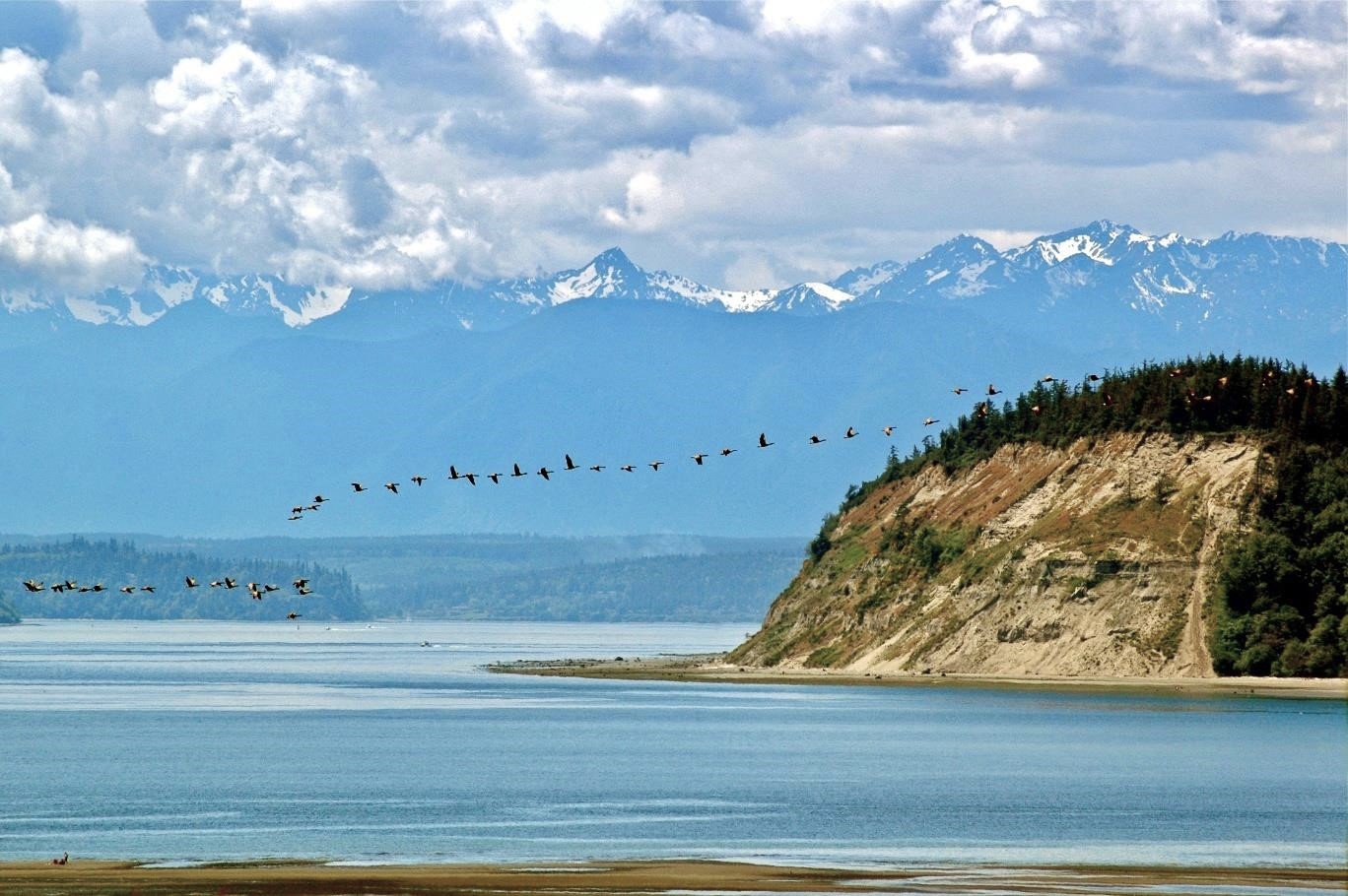 A flock of birds flies in front of the iconic Double Bluff on Whidbey Island with the snow-capped Olympic Mountains in the background.