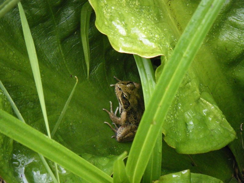 Northern red-legged frog hides on a skunk cabbage leaf.