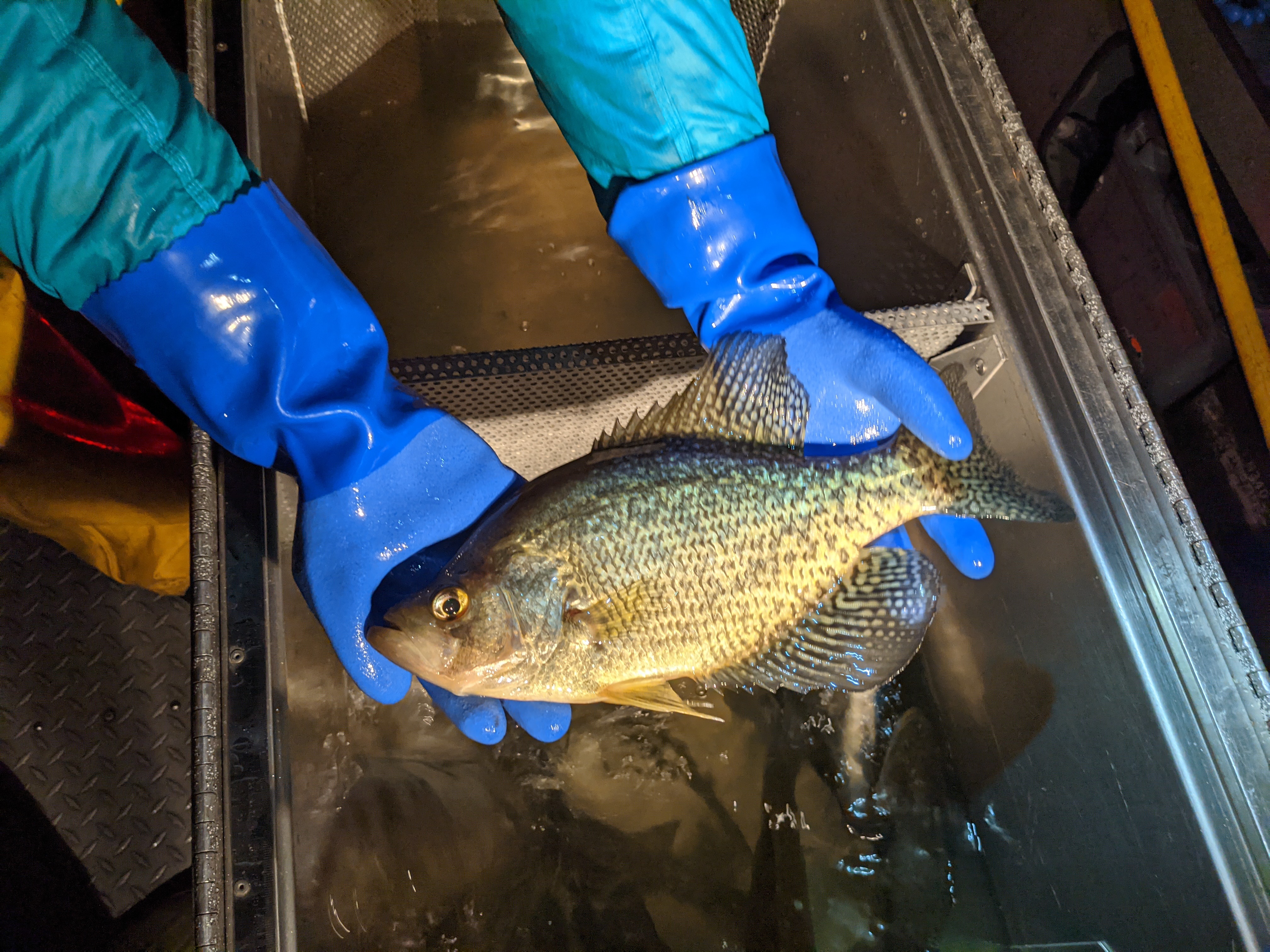 Scientist holding a black crappie.