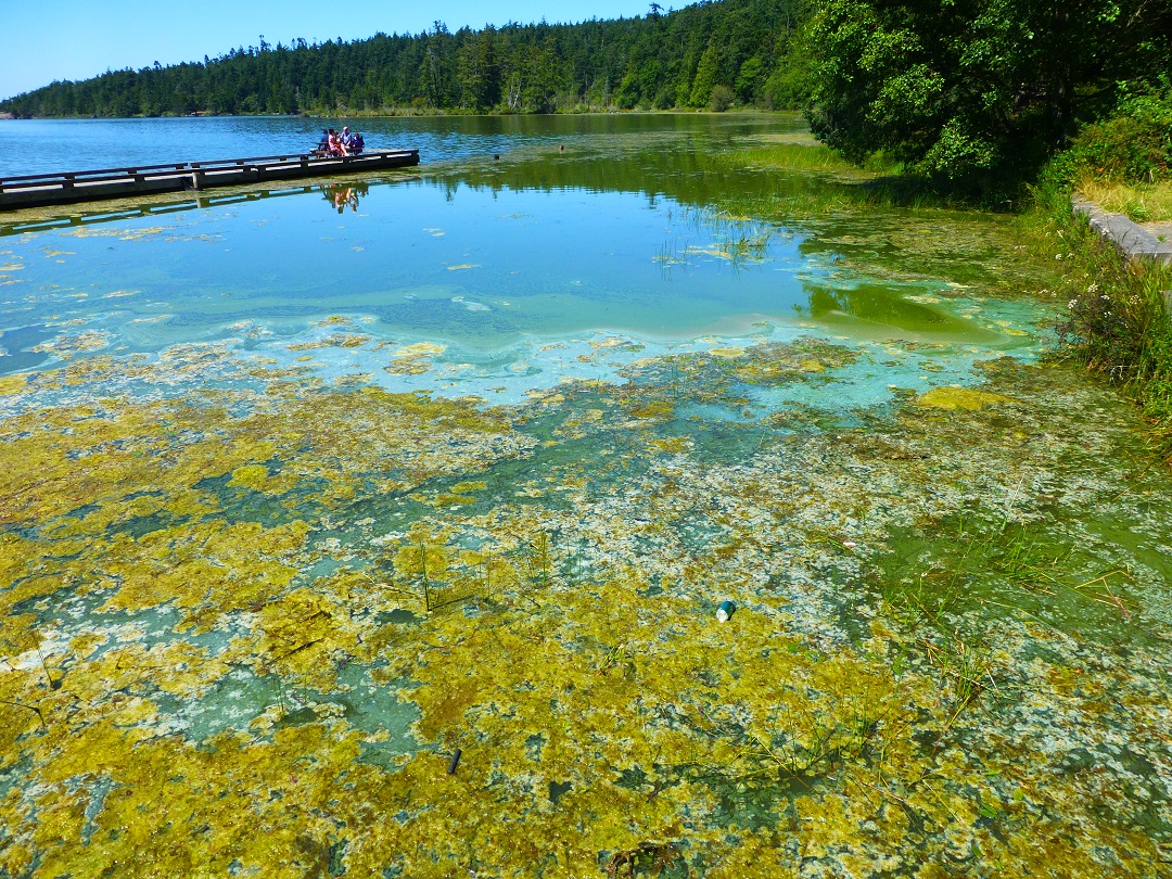 Close up image of green algae scum on Cranberry lake