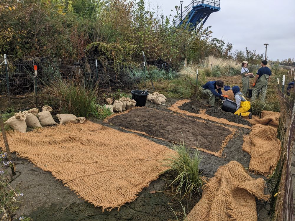 A view along the Duwamish River with plots of coir fabric spread across the riverbank. WCC members are working together to spread soil over the fabric.