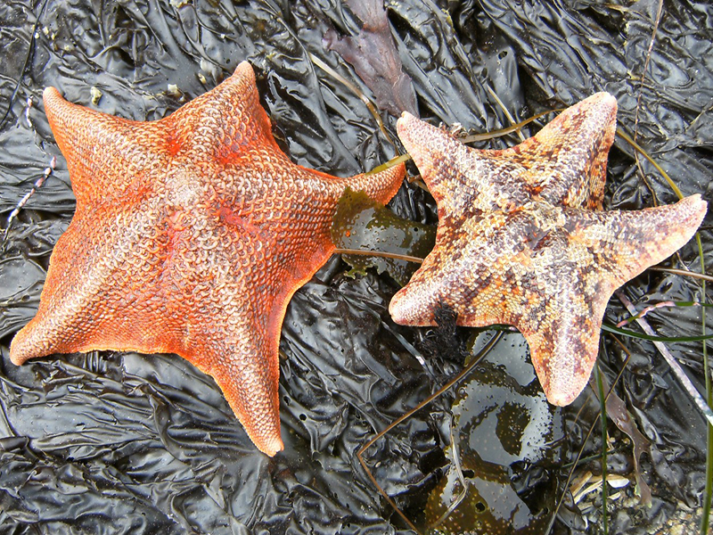A large red sea star and a smaller sea star with a mottled dark and light pattern sit side-by-side on a bed of macroalgae.