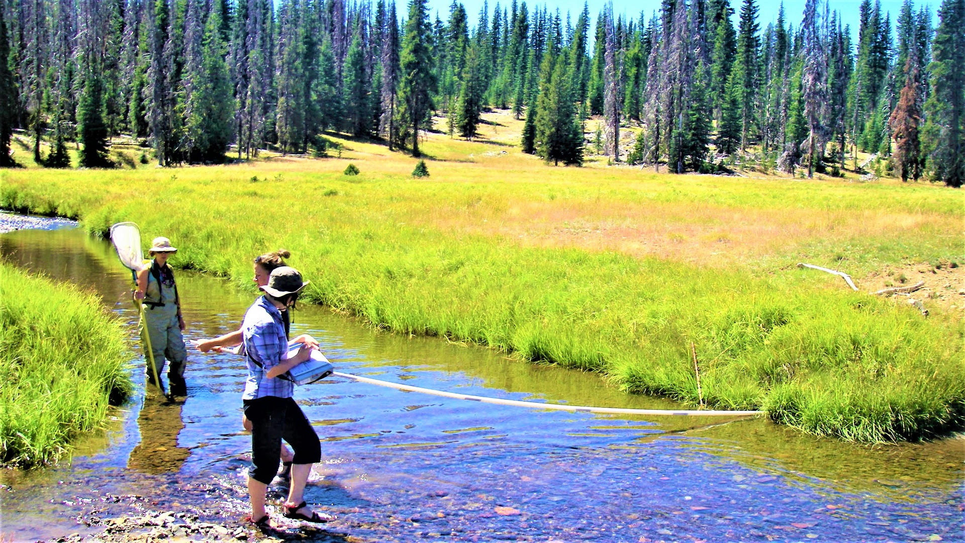 A person holding a measuring rod across a creek