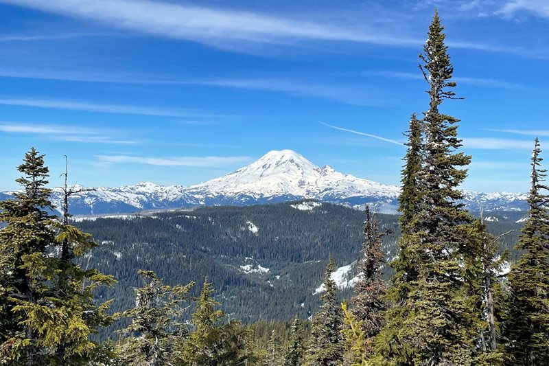 Mount Rainier looms in the distance flanked by evergreen trees to left and right