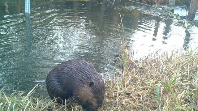 Beaver at the edge of the water.
