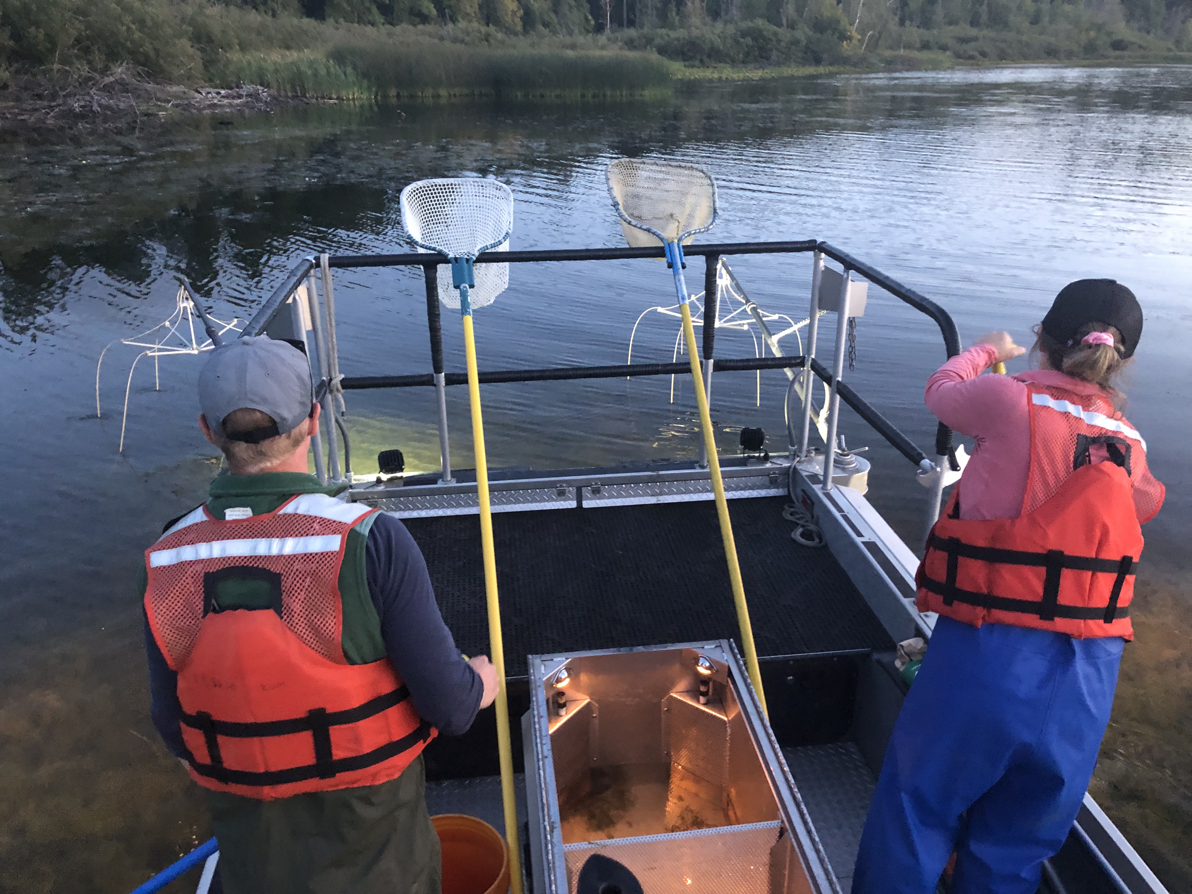 Scientists paddle a boat out of weeds.