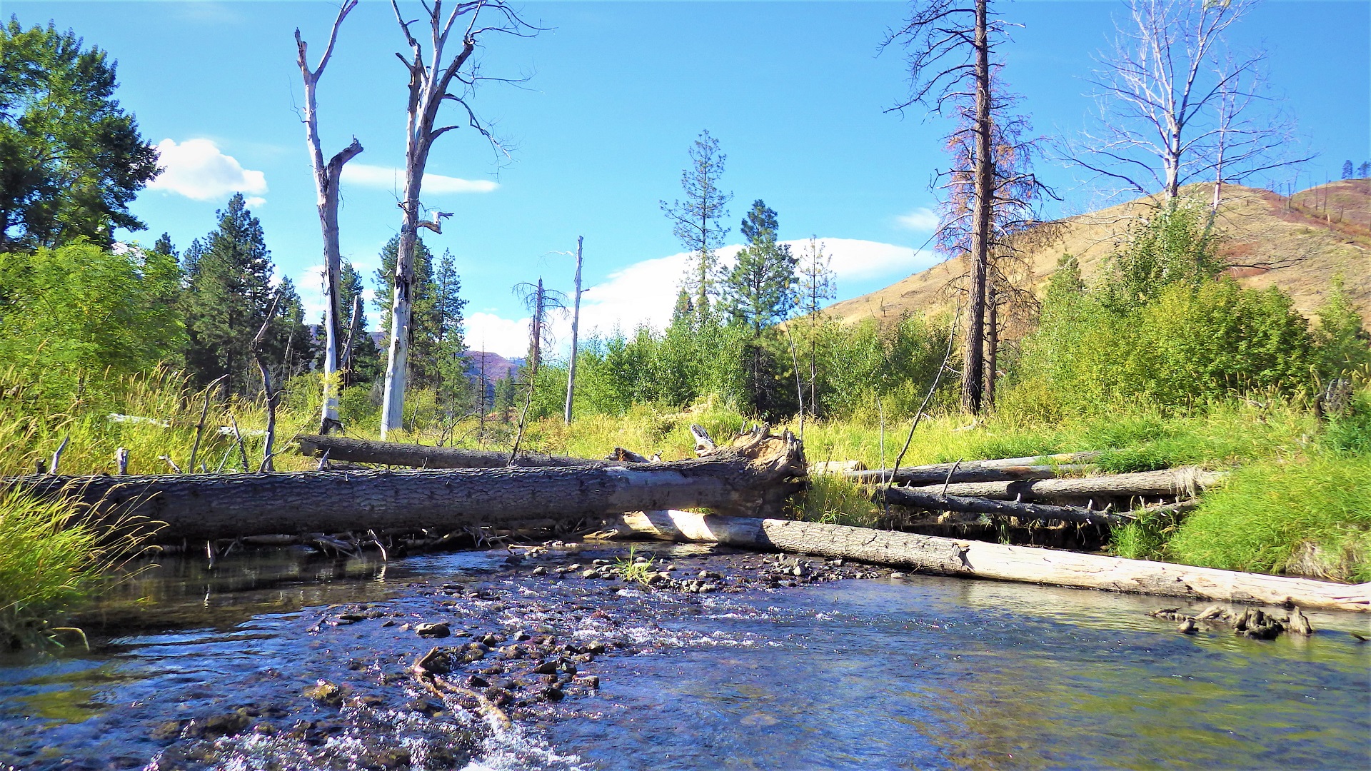 Large wood spanning a wide river.