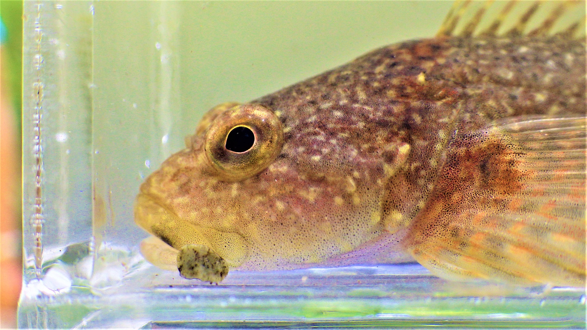 A closeup view of the head of a yellow fish