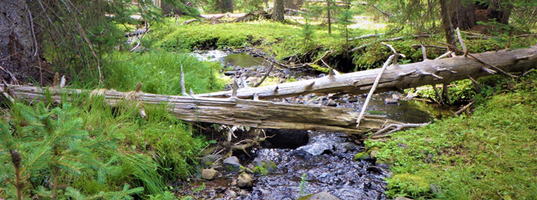 Image of small stream with woody debri across