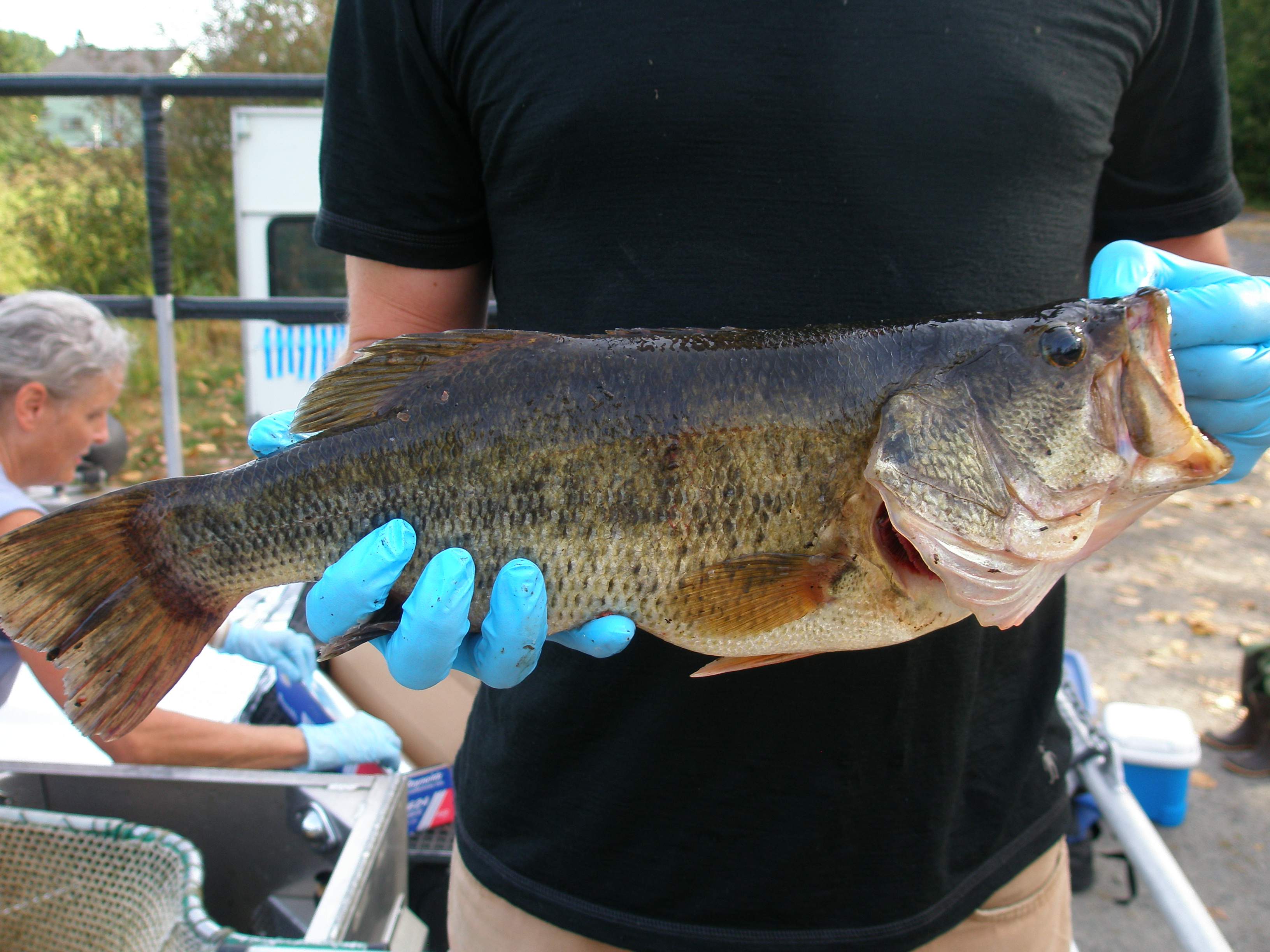 A scientist holds a largemouth bass.