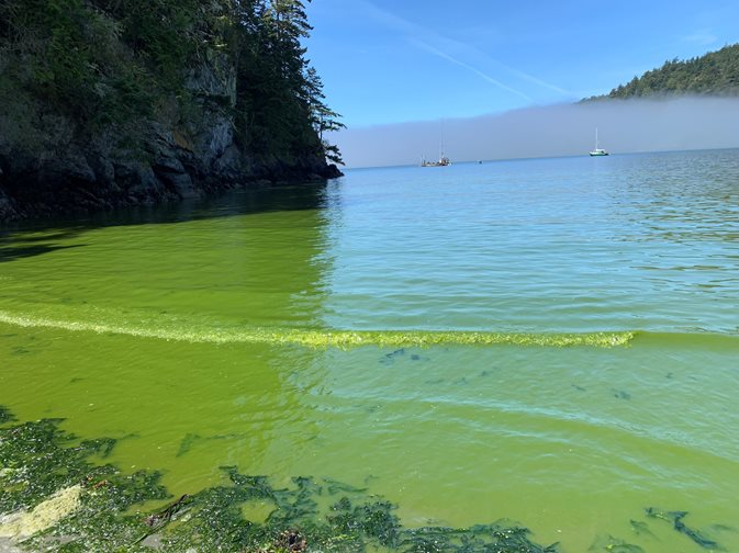 A bright green algae bloom along a shoreline