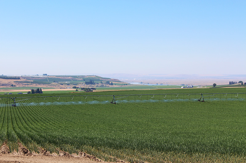 Green field with irrigation and blue sky
