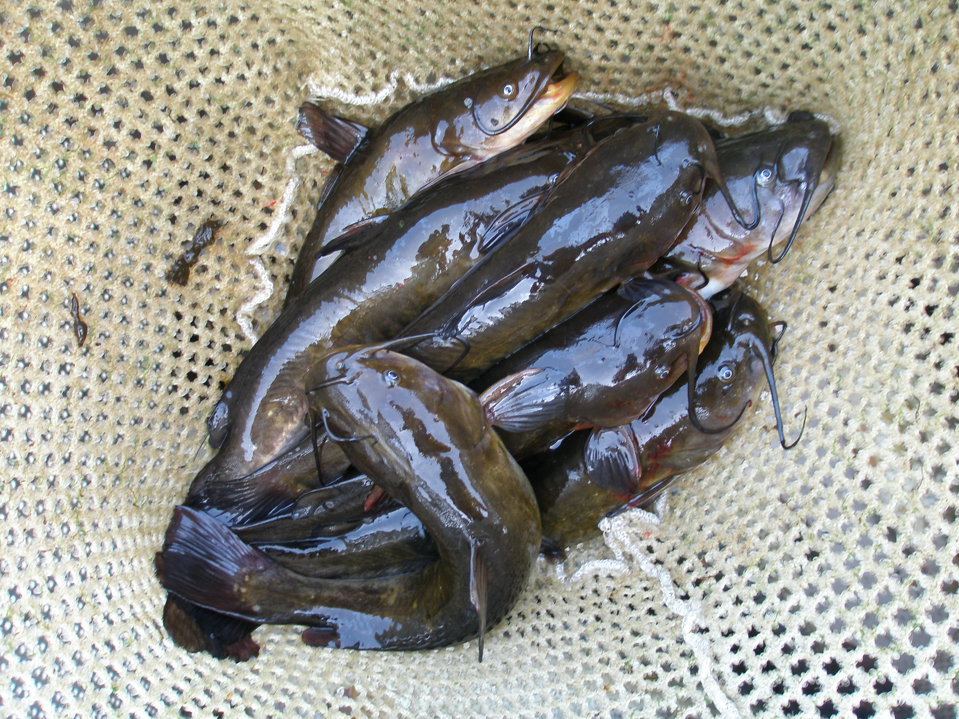 A dipnet with brown bullhead fish.