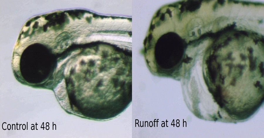 Stormwater under a microscope shows 2 different slides. One is the control at 48 hours and one is the runoff sample at 48 hours.