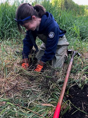 A Washington Conservation Corps member planting a native shrub in a grassy area of a wetland.