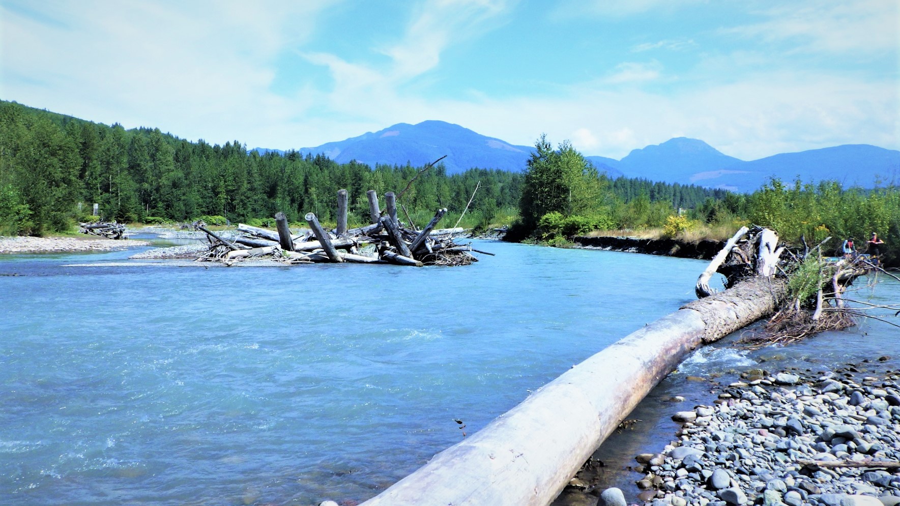 Large pieces of secured wood in a river