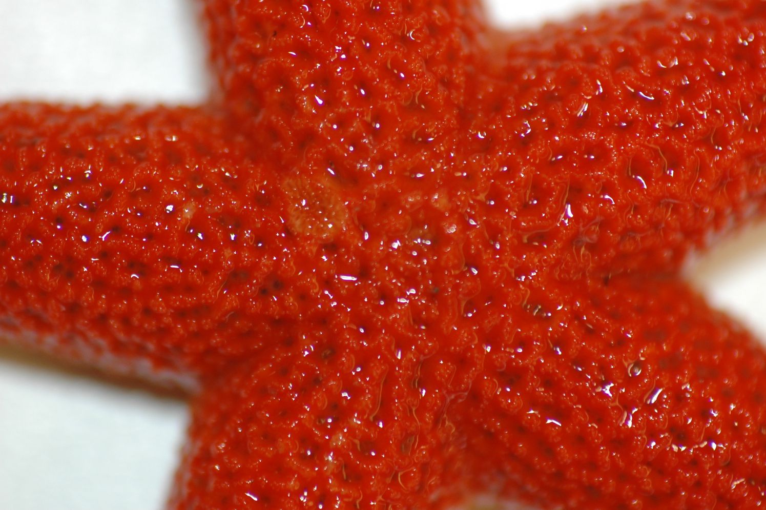 A close-up of the top of a red sea star showing its pitted skin.