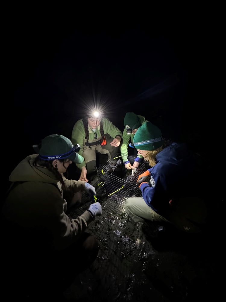 A WCC crew wearing headlamps huddles around a wire mussel cage on a dark Puget Sound beach.
