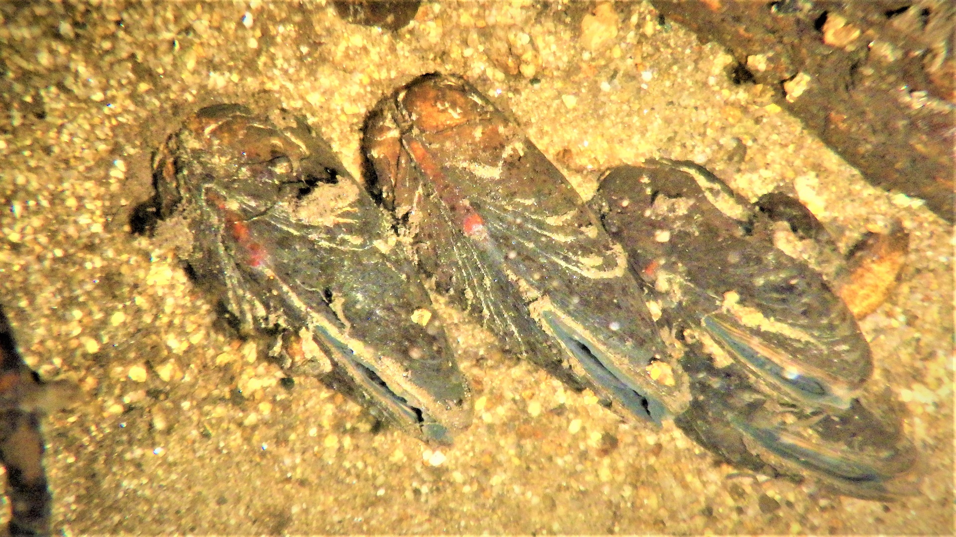 Three mussels in a sandy stream bottom.