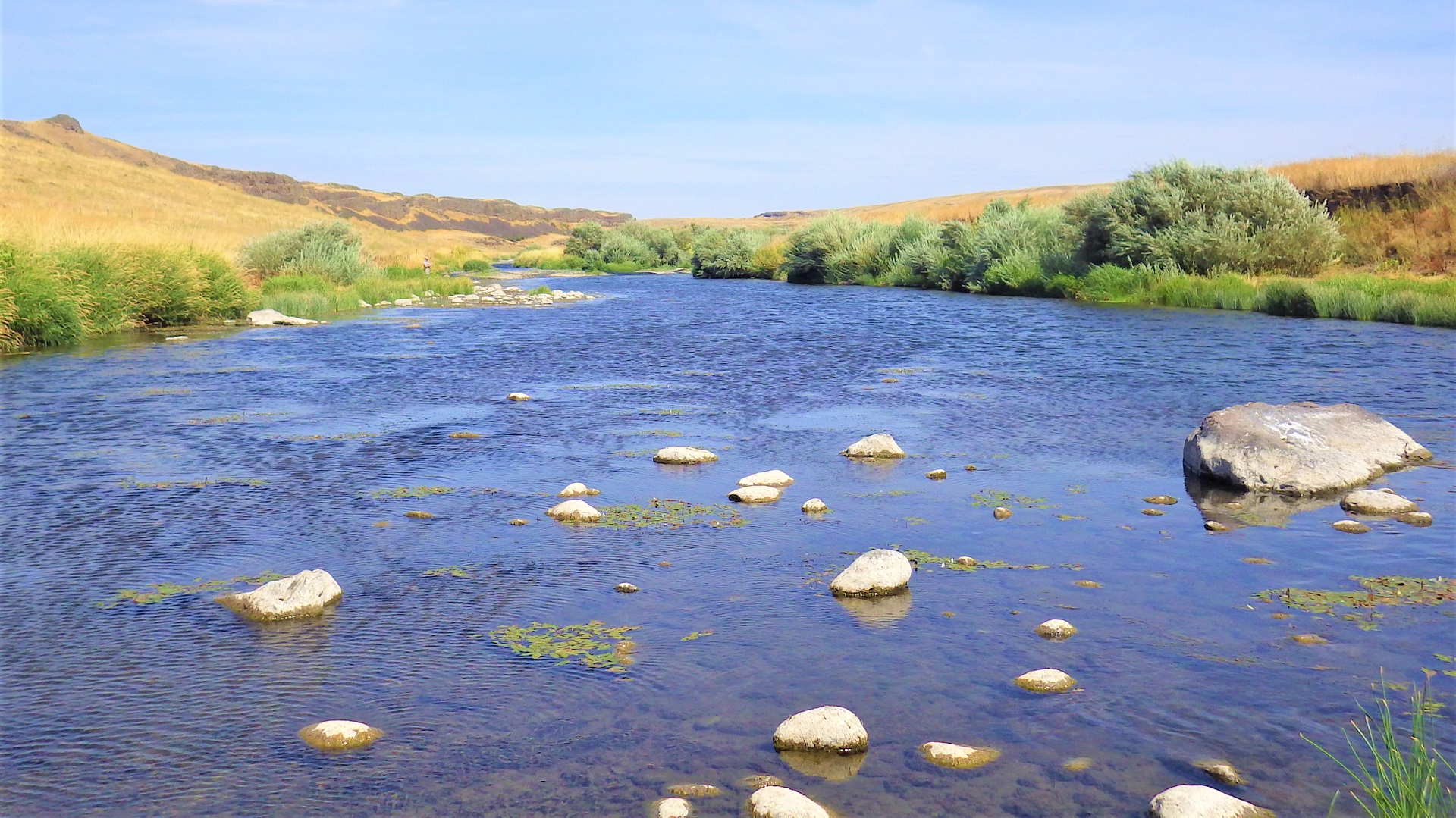 A large pristine river with shrubs and grasses.