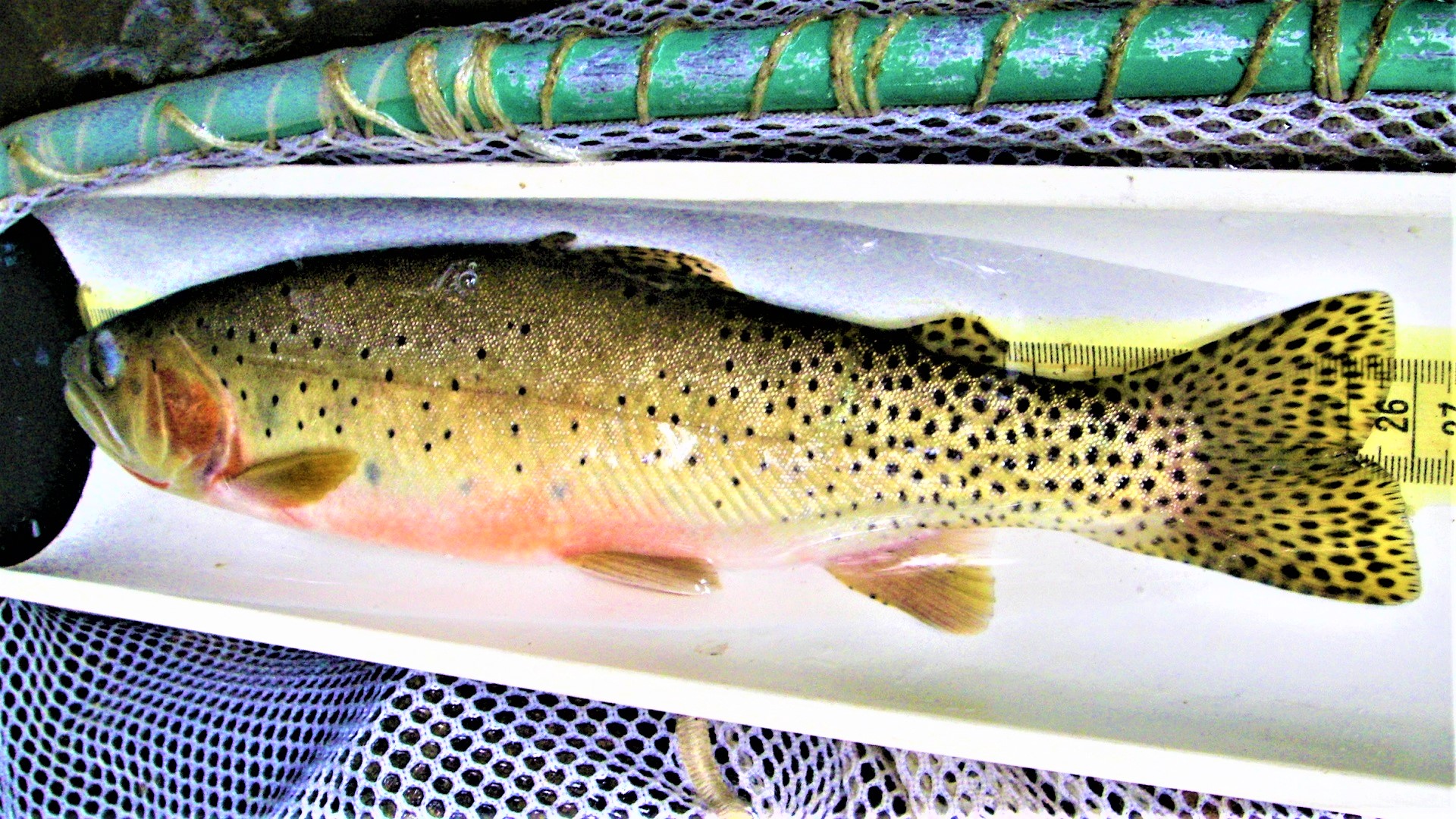 A large fish on a measuring board