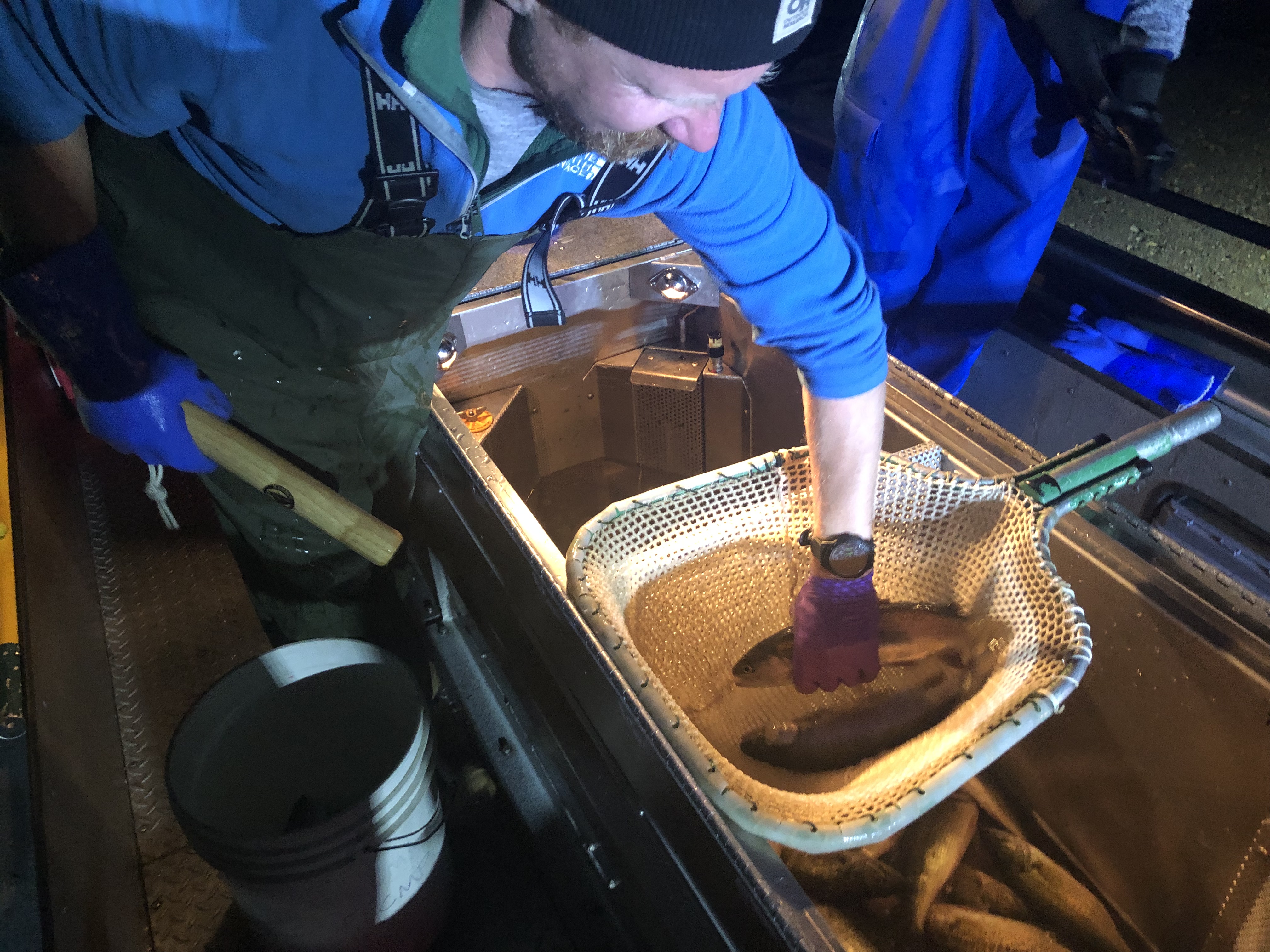 Scientist collecting a rainbow trout from a dip net.